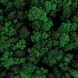 SENSAIs Wald für Green Beauty Week